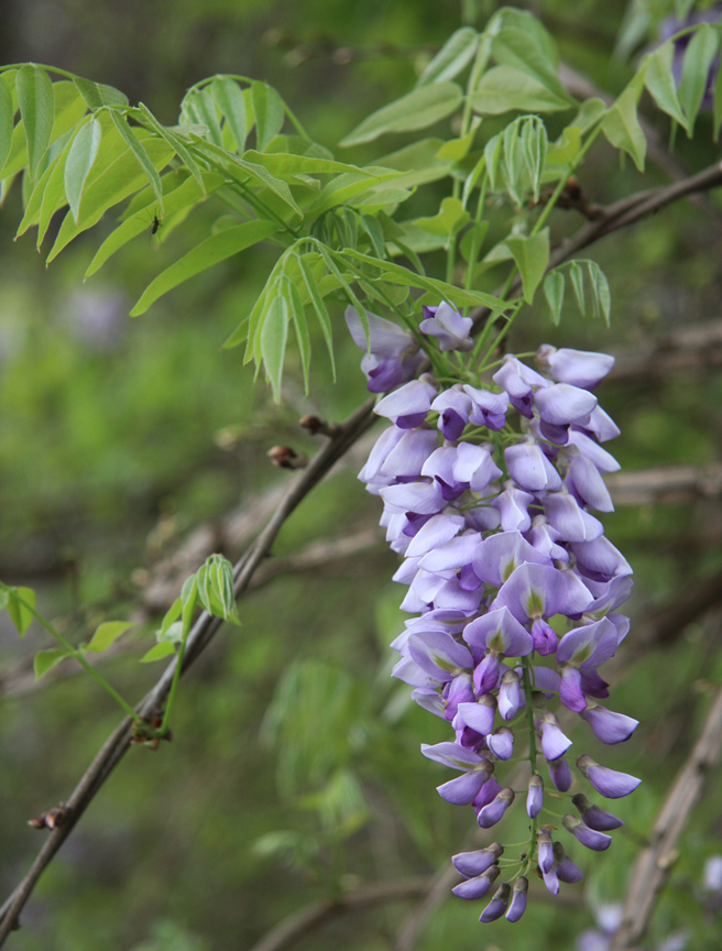 wisteria_frutescens_2s